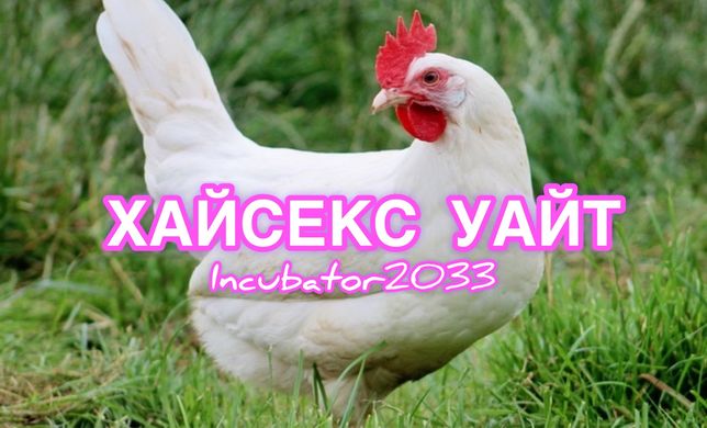 Продаж інкубаційних яєць Хайсекс Уайт (Україна/імпорт)