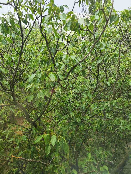 Оренда 2 кімн пр.Миру 6/9,меблі техніка,все поруч,можна з собачкою