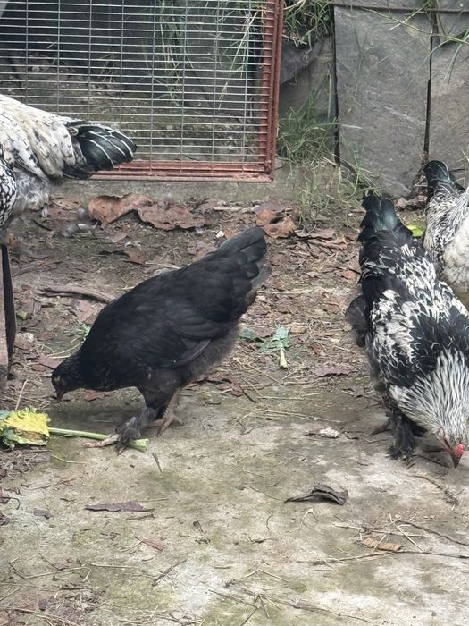 Granise machos e fêmeas