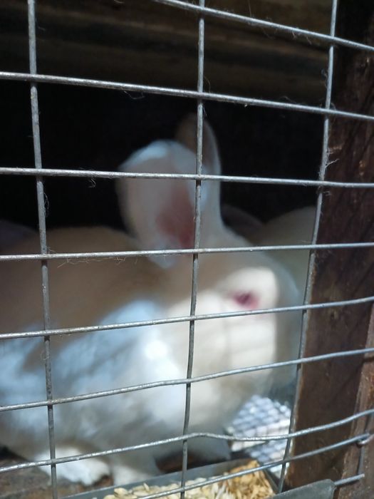Продам кролей на племяэ