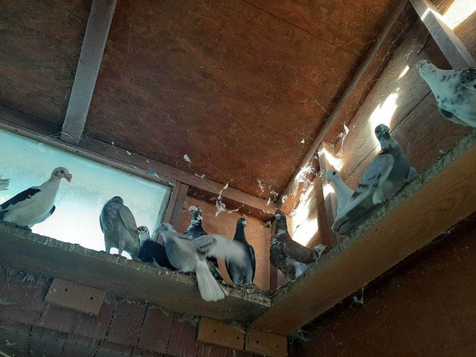 Gołębie sprzedam,likwidacja.