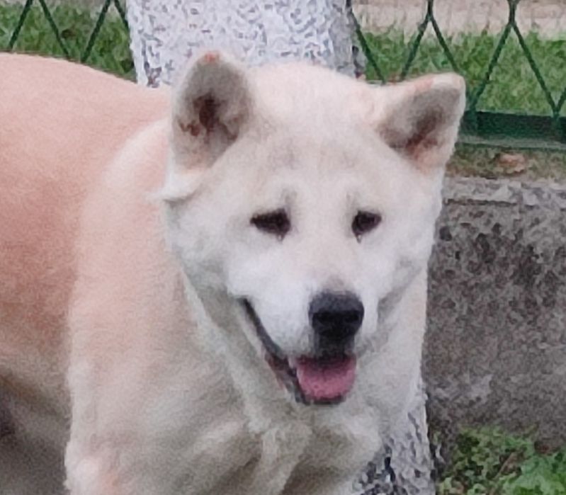 Akita Inu dorosła sunia