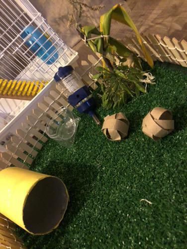 Gaiola e cercado para hamsters