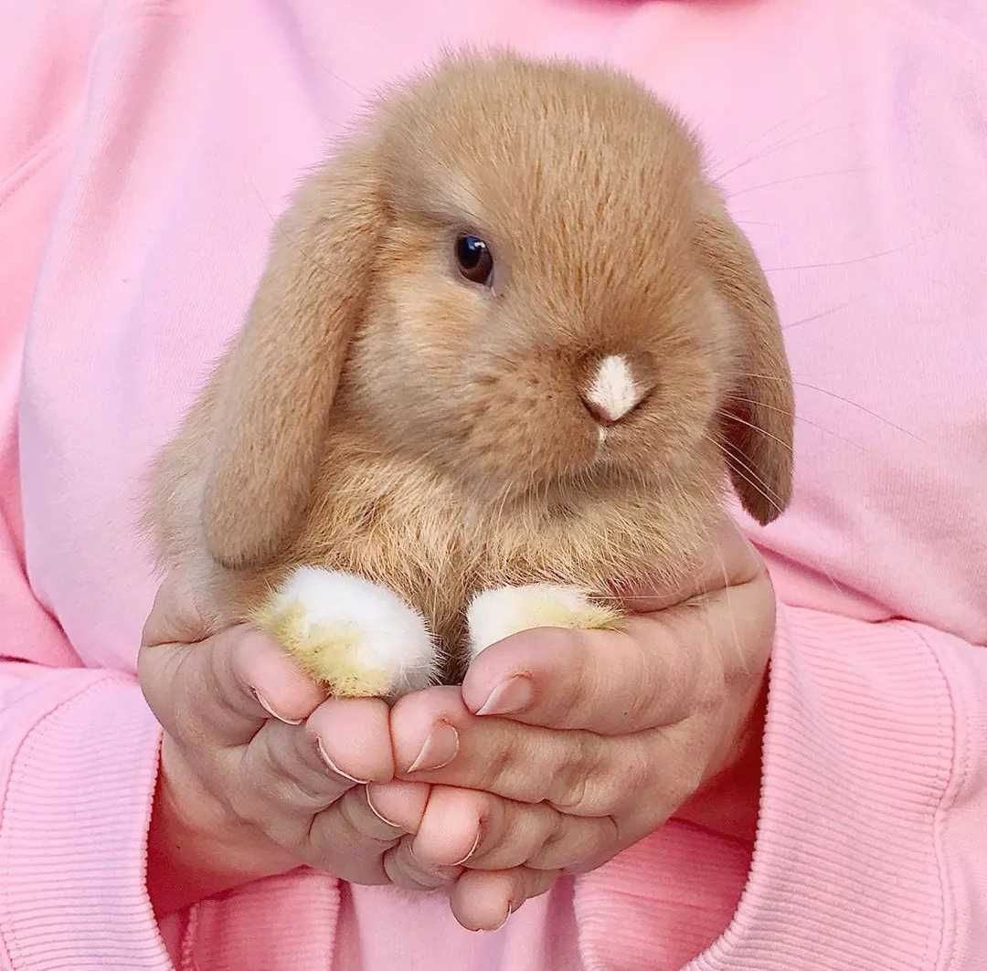 KIT Coelhos anões orelhudos, mini lop super inteligentes e dóceis