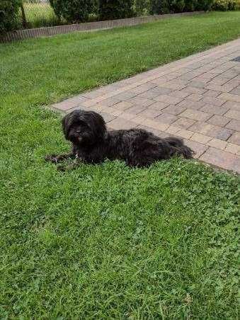 Suczka rasy Shih Tzu