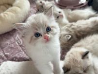 Kocurek Elvis Ragdoll z rodowodem Lazurowe Łapki*PL