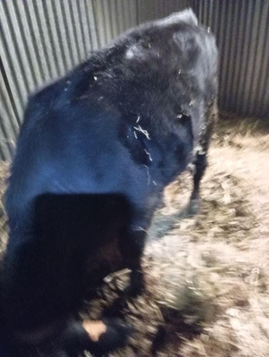 Vendo vitelo macho Angus com 7 meses