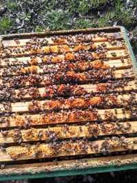 20 x Rodzina pszczela rasy Saharensis/Buckfast 650zł/szt.