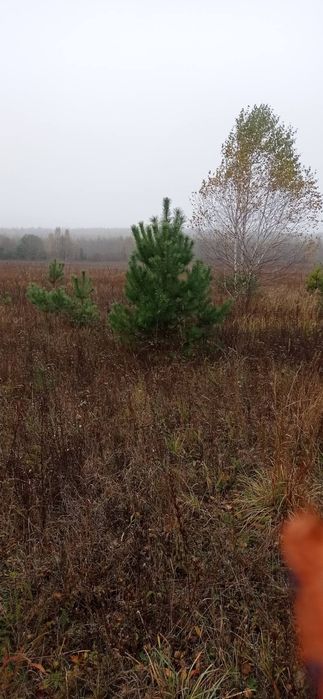 Сосна новорічна, опт