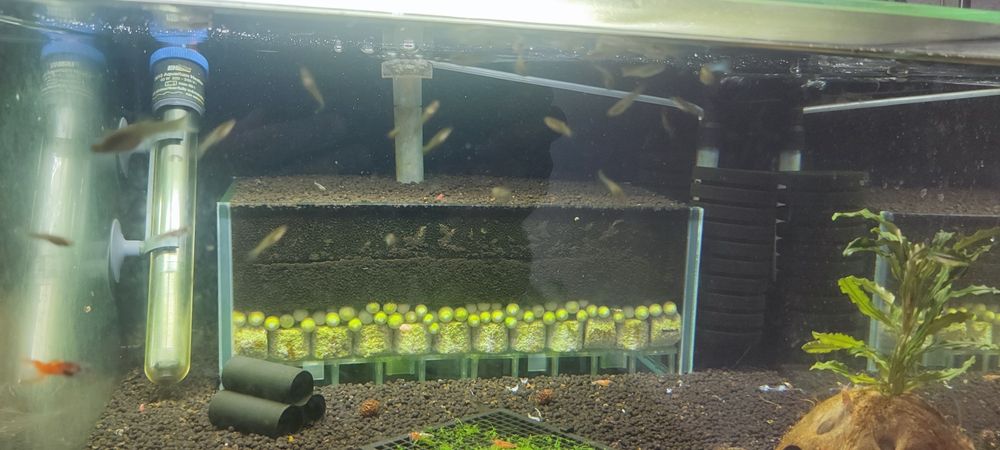 Gupik Endlera różne mutacje