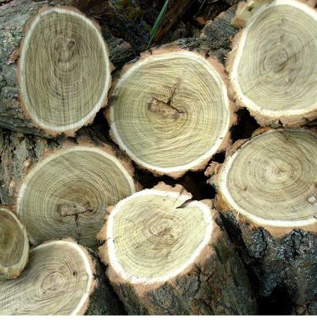 Є дрова. купуйте дрова від1200грн. ДУБ доставка безвоштовно)