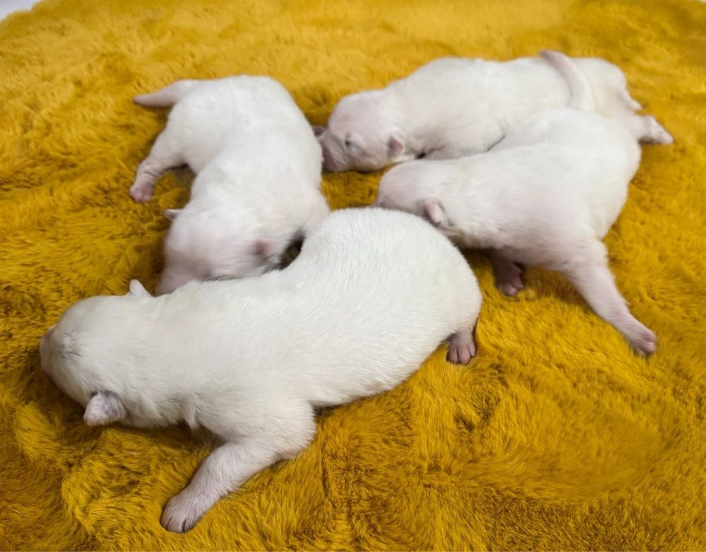 Zapowiedź miotu Samoyed FCI SHINING WHITE STAR szczeniaki na świecie!