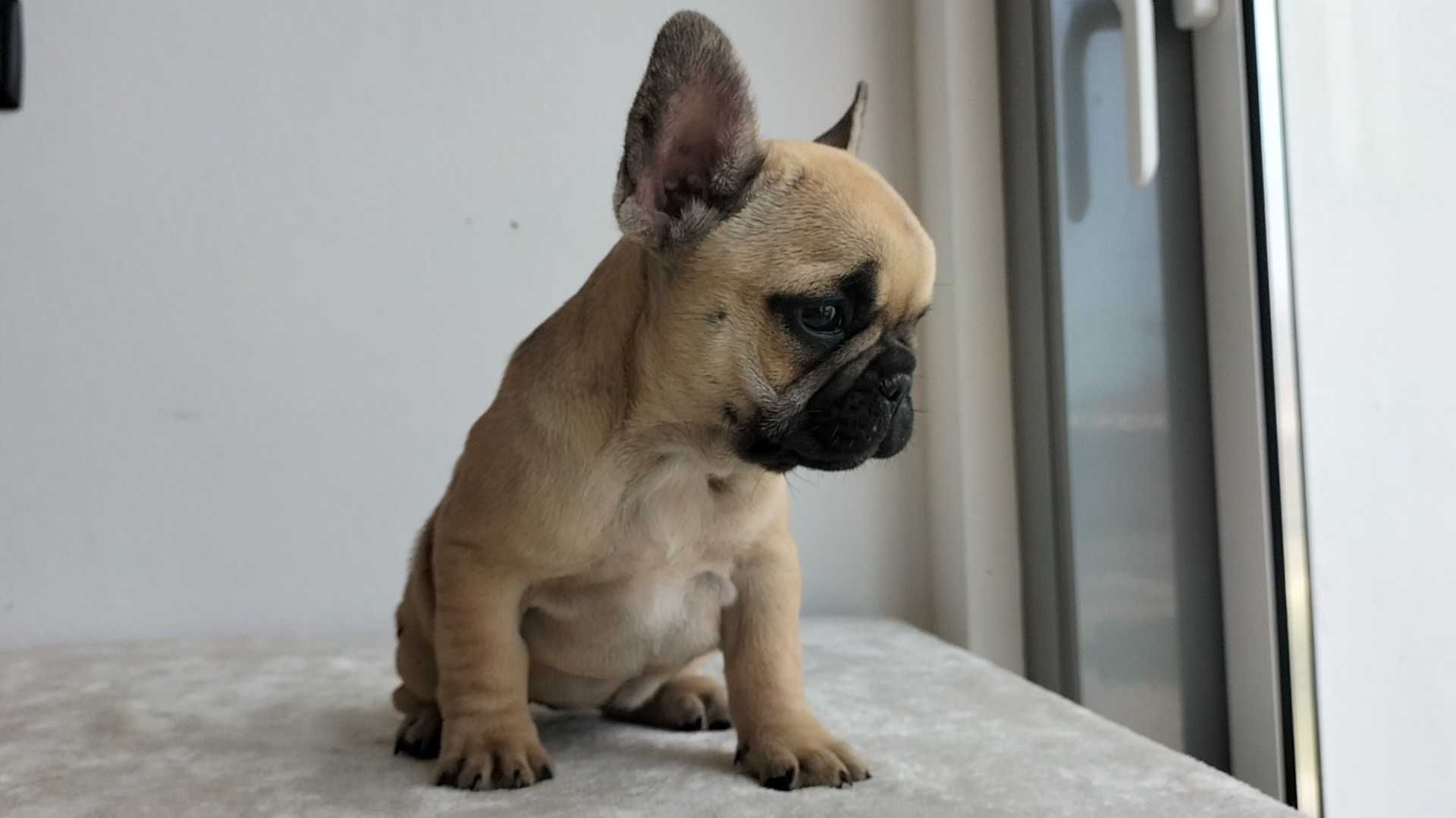 Bulldog Francês com LOP e Afixo