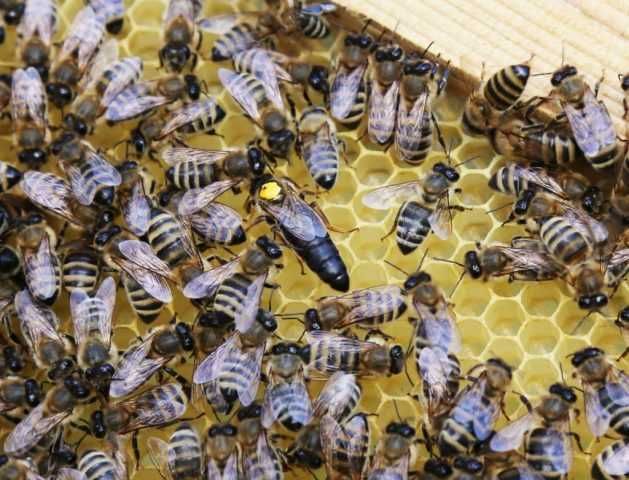 Бджолопакети Карпатської 2024 р