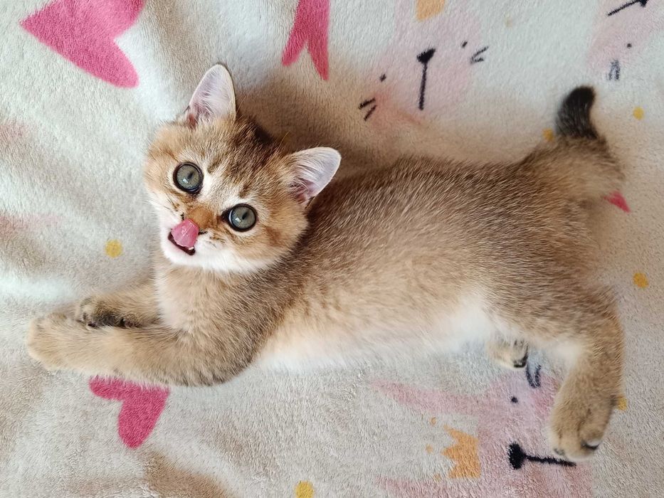 Kocię gotowy do odbioru BSH złociste złote FPL testowana hodowla kotek