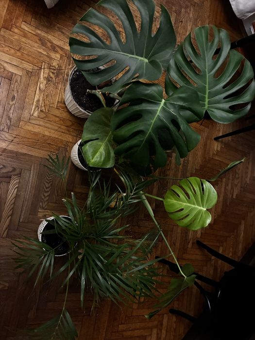 Monstera i palma areka