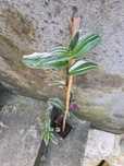 Planta Tradescantia zebrina