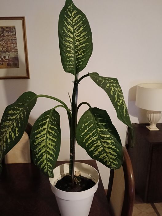 Planta trepadeira com 1.10m de altura