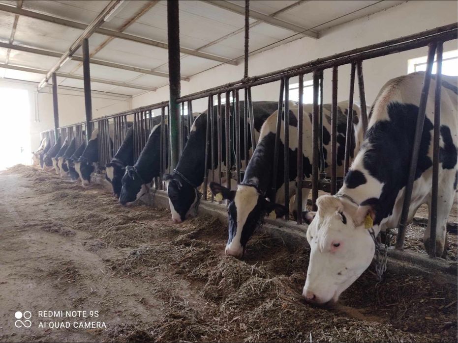 Jałówki Hodowlane Jałowice Wysokocielne