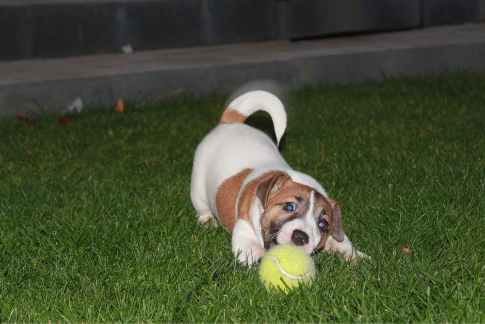Piesek Jack Russell Terrier