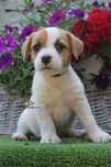Dziewczynka Jack Russell Terrier ZKwP FCI * Gotowa do odbioru*