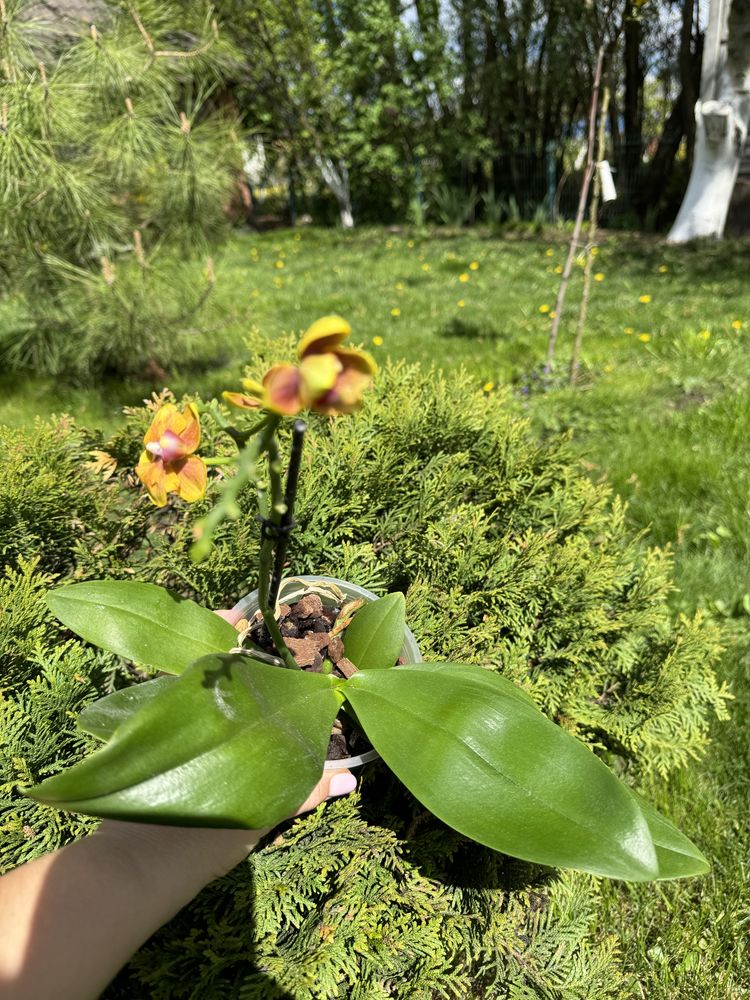 Орхідея метелик