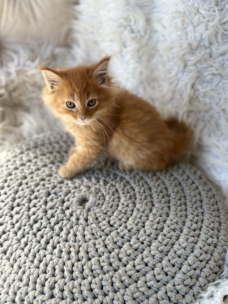 Maine Coon kocurek rudy