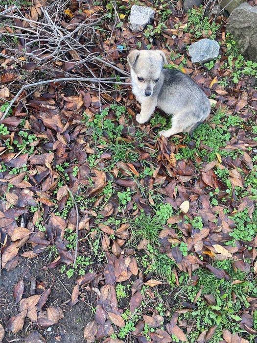 цуценя шукає дім