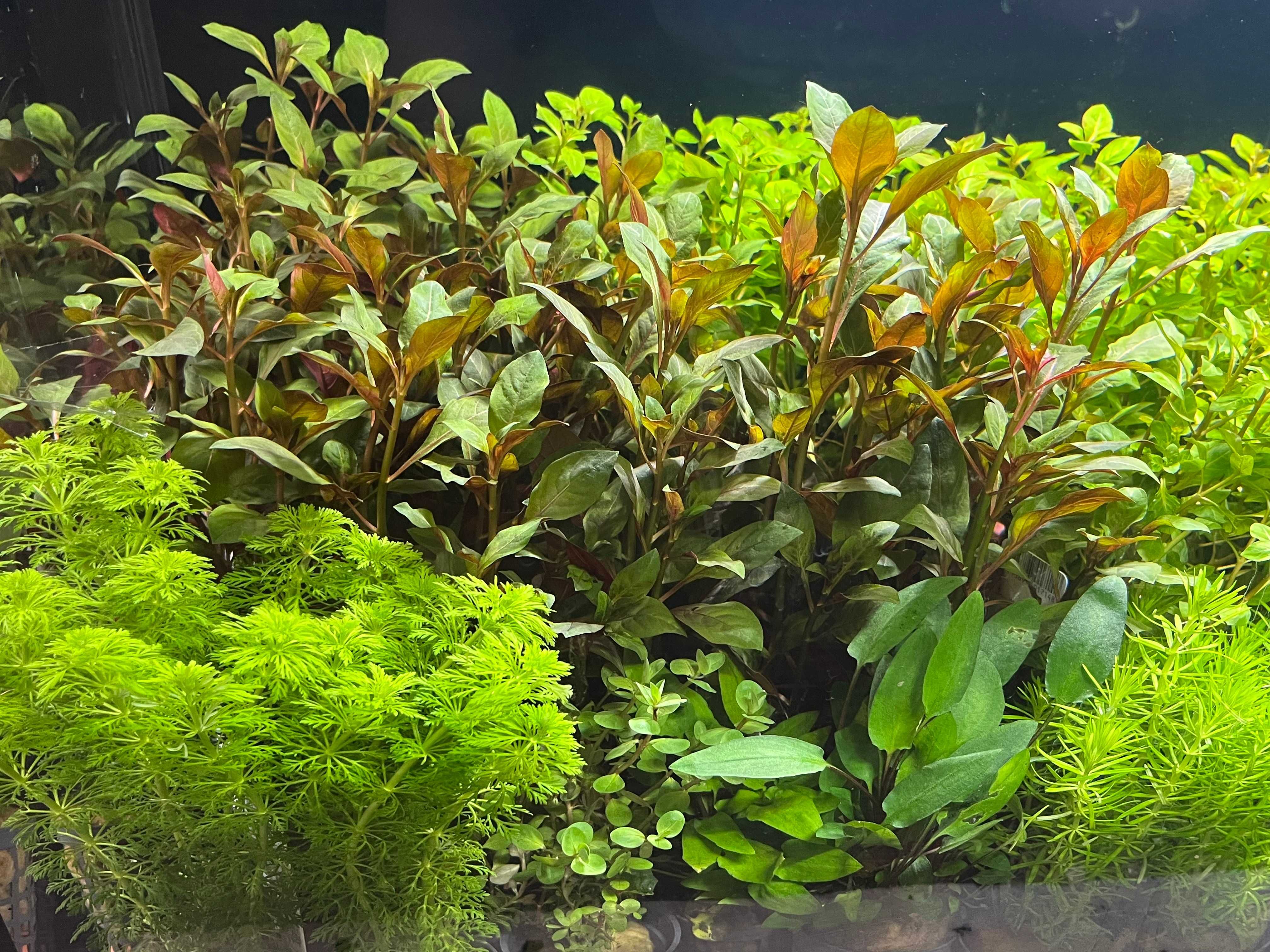 Rośliny w KOSZYCZKACH do akwarium akwariowe 10 szt Łatwe Wysyłka