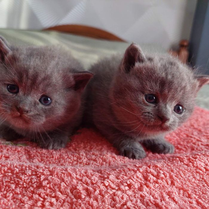 Шотландські прямовухі котики