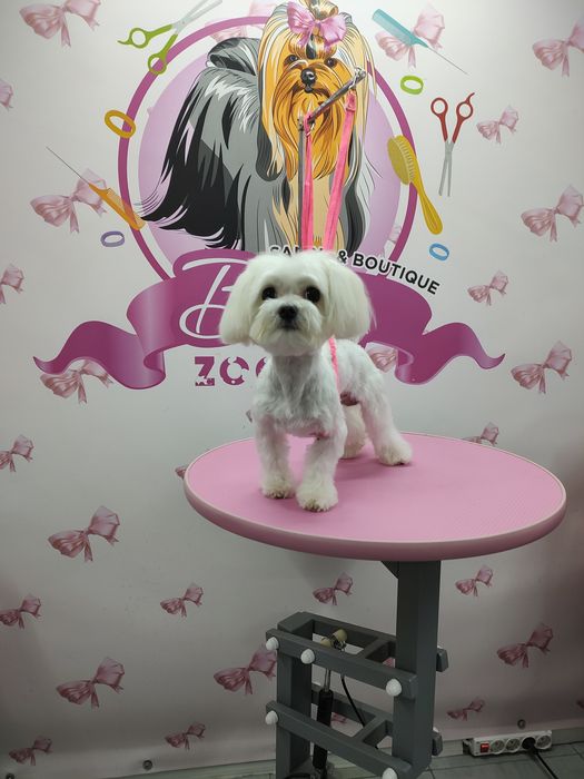 Шукаю моделей для створення портфоліо