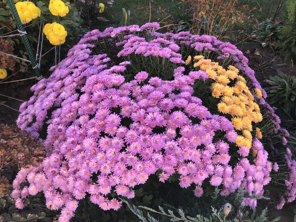 Хризантема-сорти різного кольору та розміру.