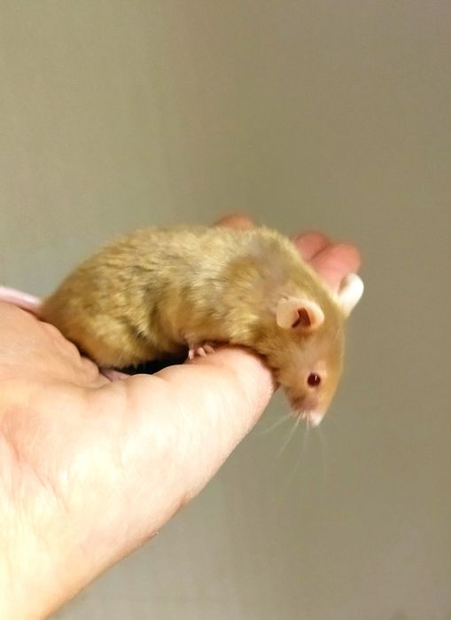 Миші, мишки, мишенята. Пухнасті та атласні. Декоративні мишки