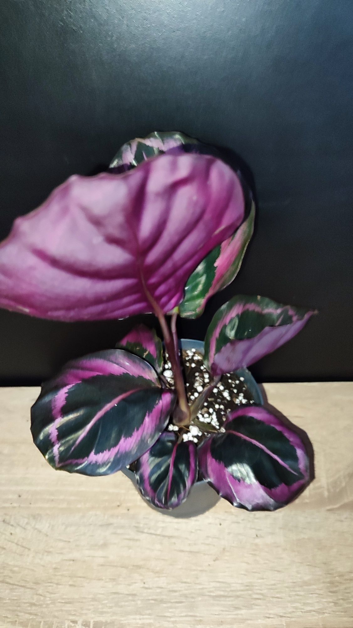 Calathea Red Mojo Starter Plant