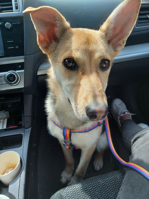 Зникла собака Фрея, Фастівський район