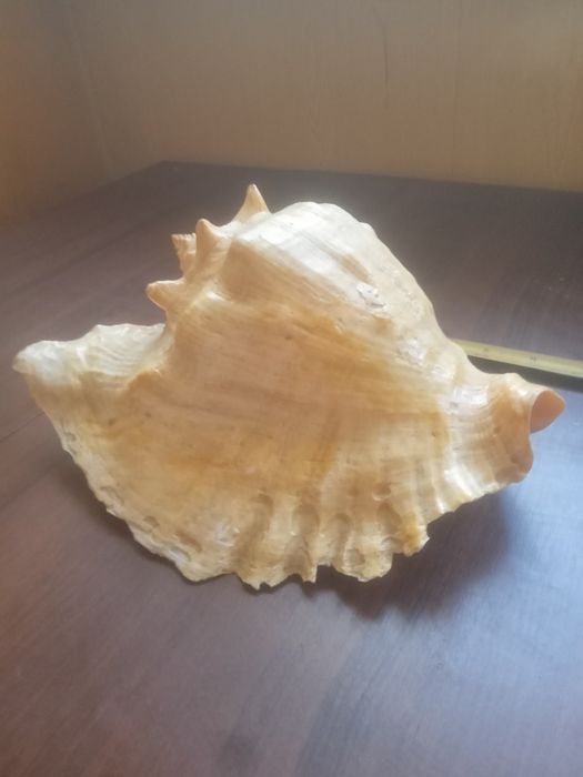 Ракушка правильной формы в идеальном состоянии СРОЧНО ТОРГ