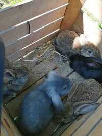 Sprzedam młode króliki baran francuski do dalszej hodowli
