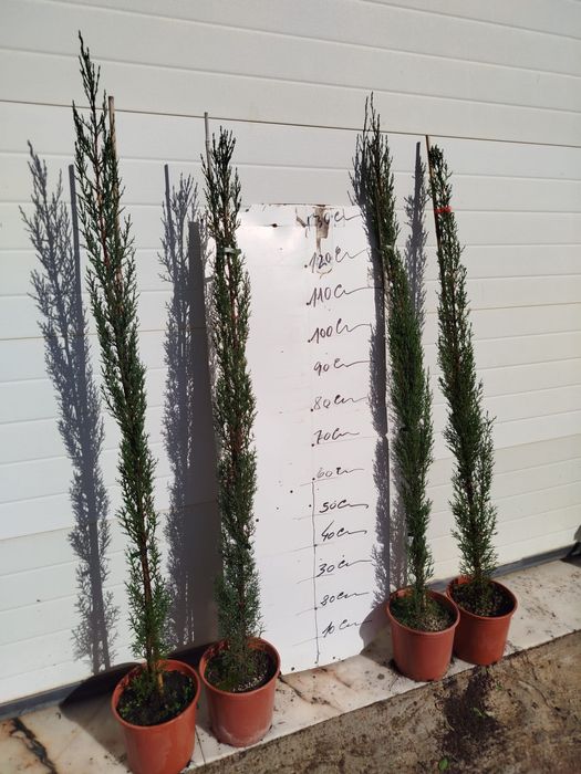 Cedro / Cipreste italiano