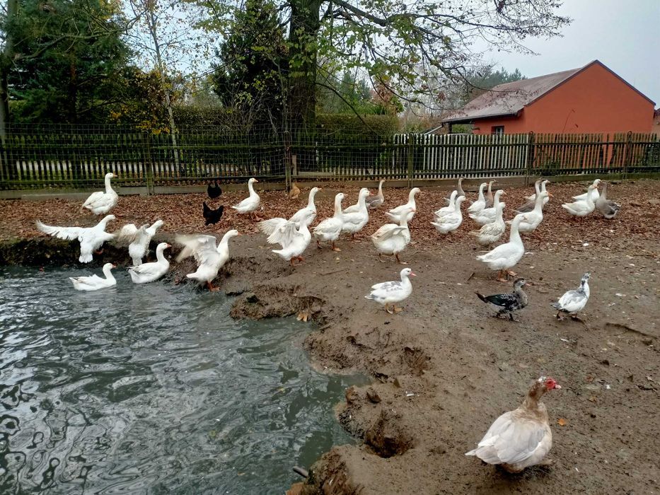 Sprzedam gęsi tuszki lub żywe