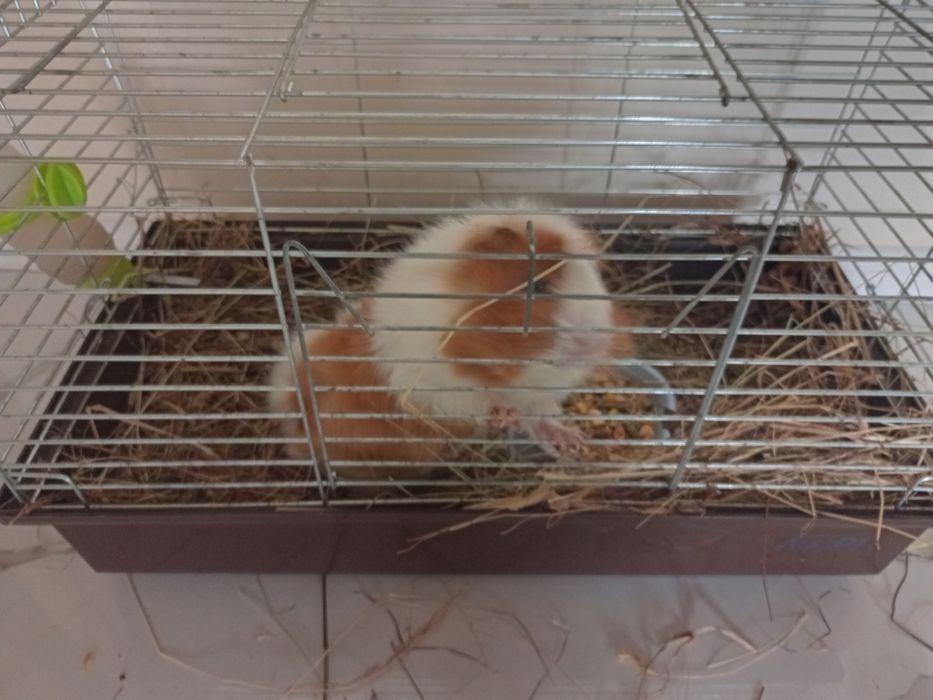 Морська свинка ручна