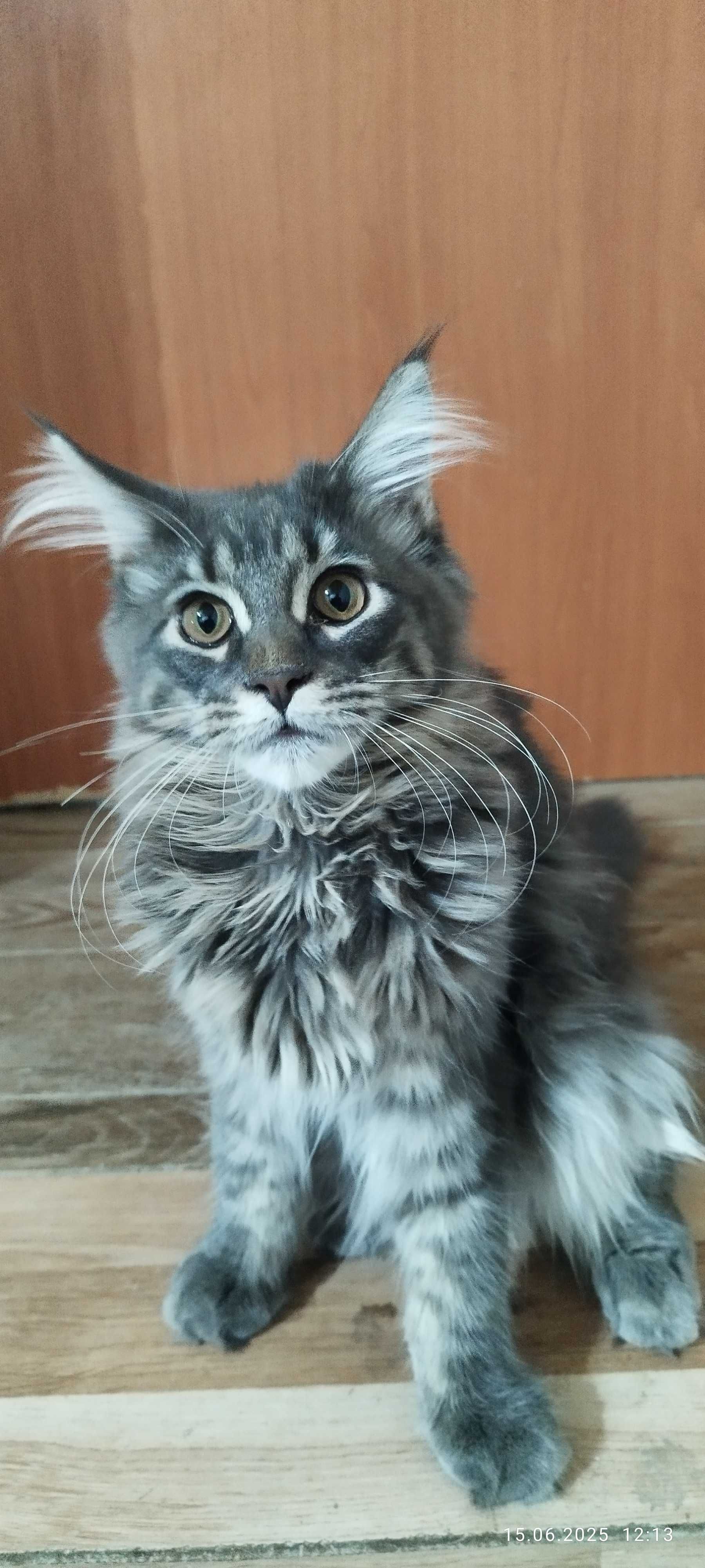 Maine Coon kocięta