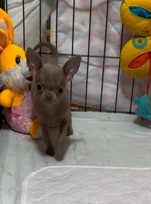 Лілова активна дівчинка!