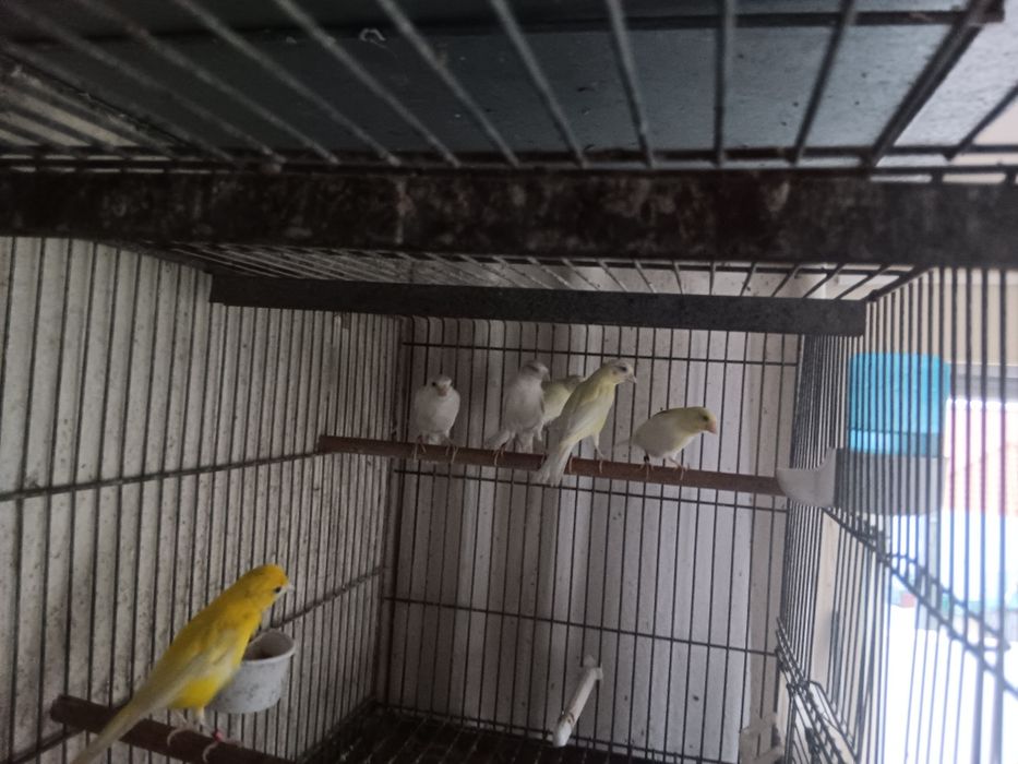 Canários raça espanhola