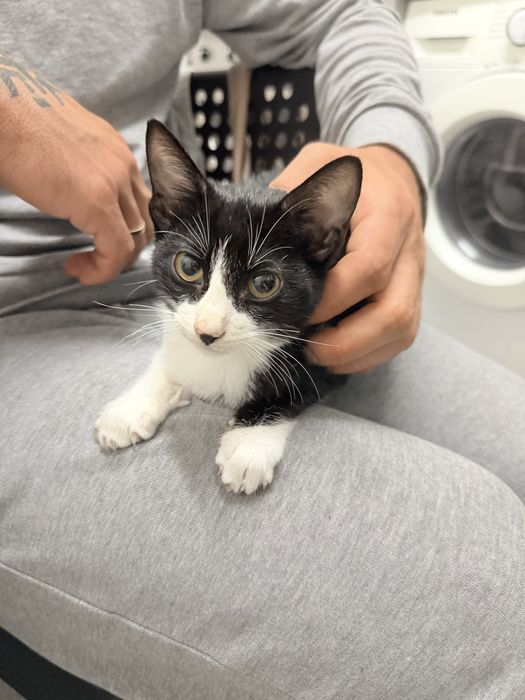 Gatinho para adoção