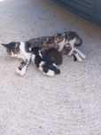 Gatinhos para adopção