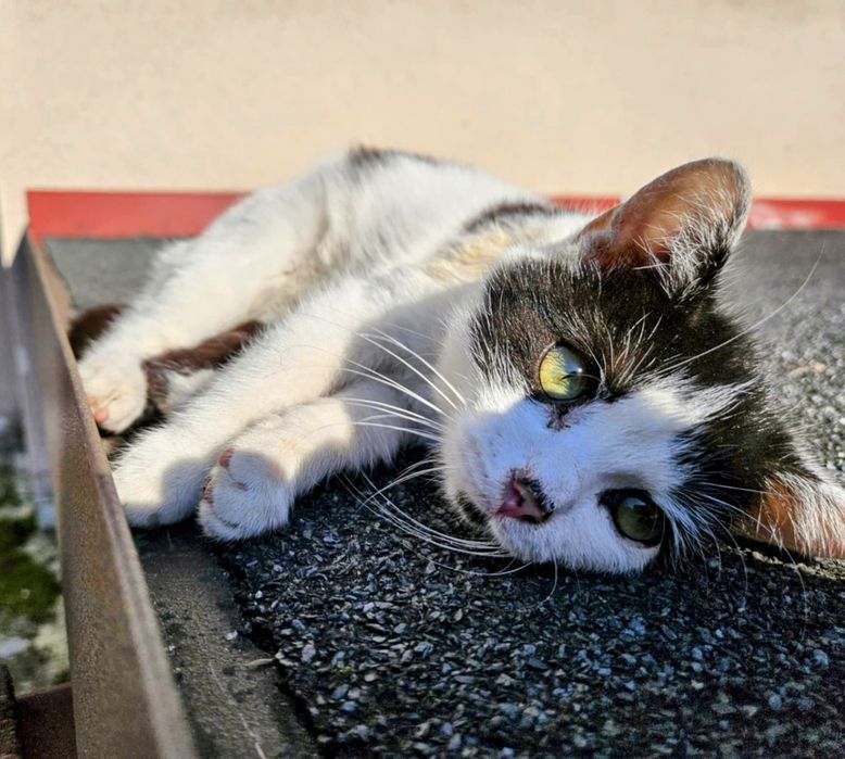 Cudne krówki do adopcji,porzucone z mamą,pokochaj,adoptuj,kociaki