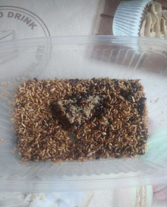 Жук знахар • Білковий корм для мурах, ящірок та риб