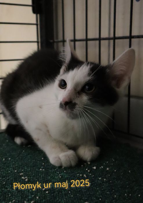 Płomyk czeka na kochający dom