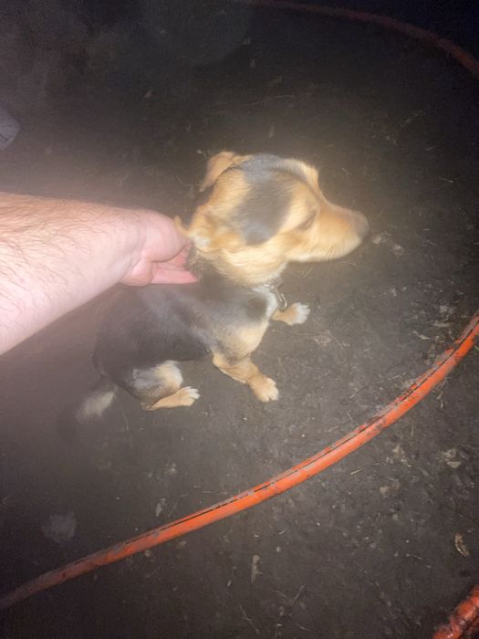 Знайшовся маленький песик