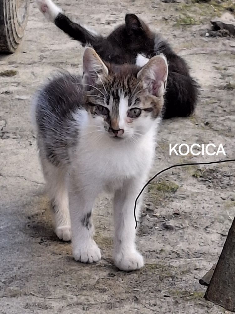 Oddam koty kotki w dobre ręce 2 koty 2 kocice